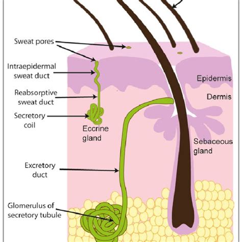 Eccrine Sweat Glands On Body