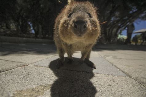 24 Adorable Animal Mugshots From Around The World In 2020 Funny