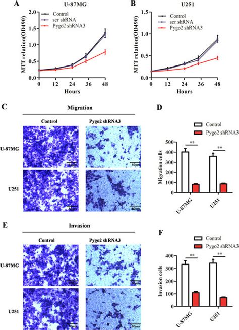 Effects Of Pygo2 Shrna Knockdown On Glioma Cell Proliferation