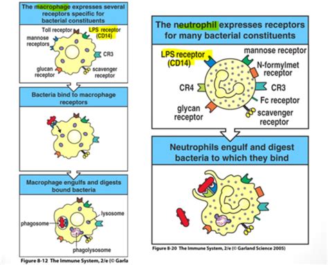 Innate Immunity Flashcards Quizlet