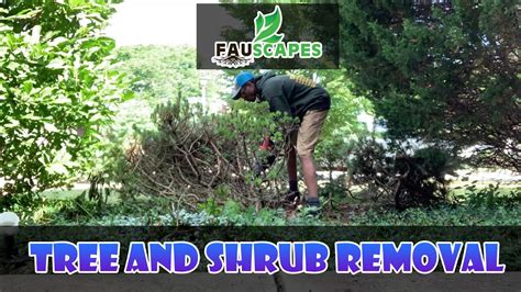 Tree And Shrub Removal Youtube