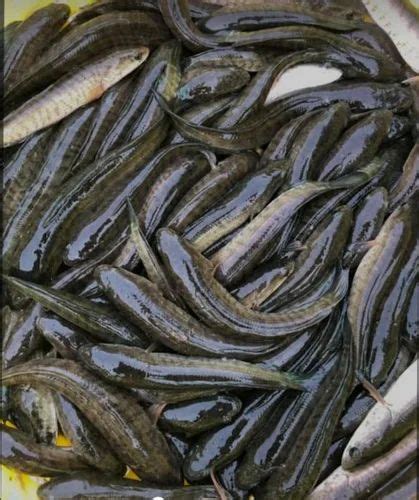 Korramatta Fish Seed At Rs 5piece Hyderabad Id 2850376145262