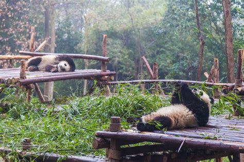 Giant Panda Breeding Research Base ,Chengdu, China Stock Image - Image ...