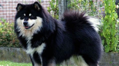 Berger Finnois De Laponie Prix De Ce Chien Caract Re Sant