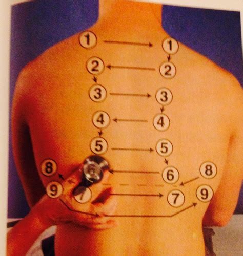 Health Assessment Exam Part Thorax Lungs Breast Flashcards Hot Sex