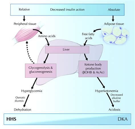 Diagnosis And Treatment Of Diabetic Ketoacidosis And The Hyperglycemic