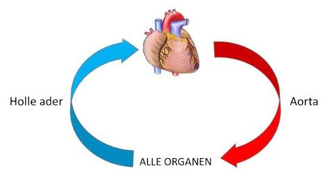 Flashcards Het Circulatiestelsel Het Hart Quizlet