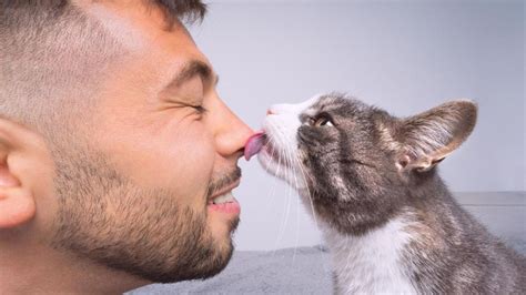 De Agosto D A Internacional Del Gato Frases Origen Y Por Qu Se Celebra