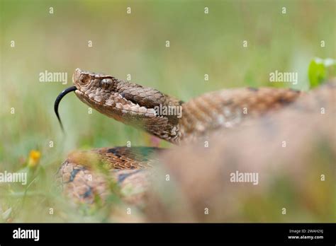 Asp Viper Aspic Viper Vipera Aspis Female Darting Its Tongue In And