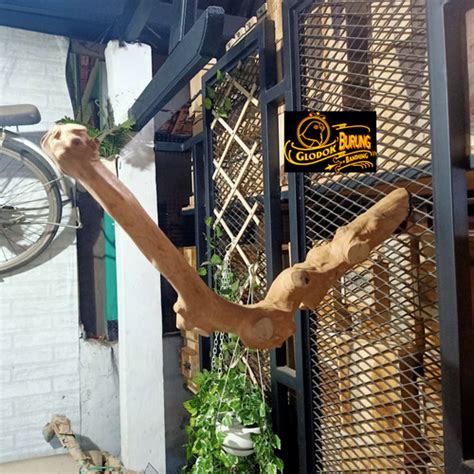 Jual Tangkringan Pangkringan Tenggeram Kayu Kopi Burung Parrot Iguana