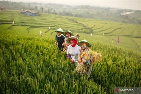 Pemerintah Akan Perbarui Data Penerima Pupuk Subsidi Tiap Empat Bulan