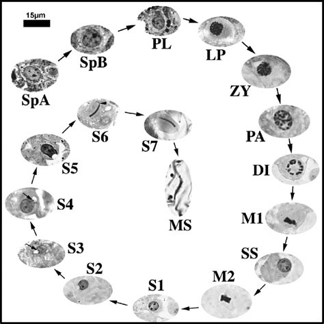 26 Cell Types Found Within The Seminiferous Epithelia Of Seminatrix