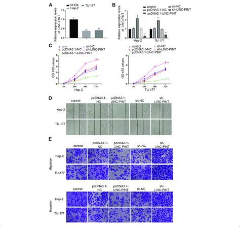 Linc Pint Mediates Cell Proliferation Migration And Invasion Note