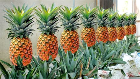 How To Grow A Pineapple Plant