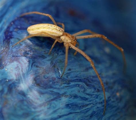 Long Jawed Orb Weaving Spider Pest Control Canada