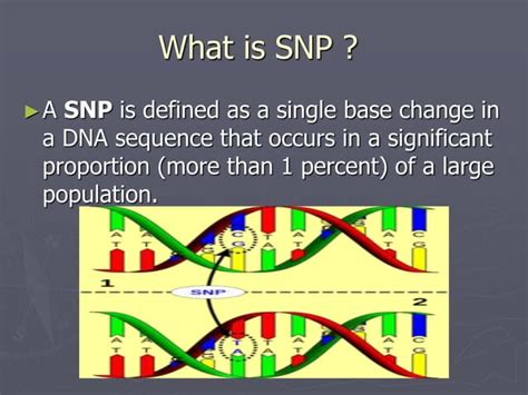 Single Nucleotide Polymorphism Snp Ppt