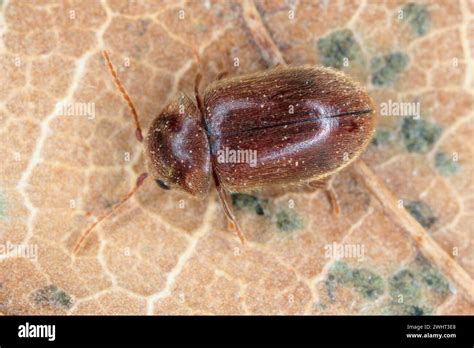 Lasioderma Sp Commonly Known As The Cigarette Beetle Cigar Beetle Or