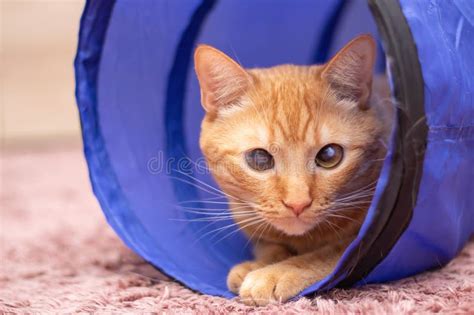 Ginger Cat Lying In A Cat Tunnel Stock Photo Image Of Playful Home