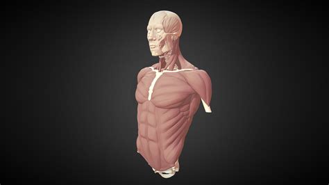 Torso Study Muscles D Model By Hammer Jackhammer Fd E