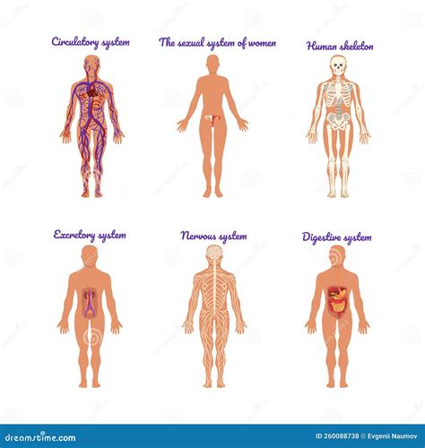 Main Human Body Systems With Circulatory Sexual Digestive Muscular And Respiratory Vector Set