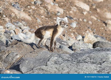 Lagopus Del Vulpes Del Zorro Rtico Tambi N Conocido Como Zorro Polar