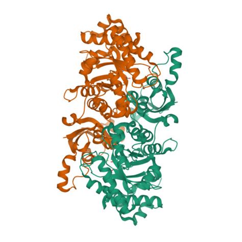 RCSB PDB 2OEK Crystal Structure Of A Rubisco Like Protein From