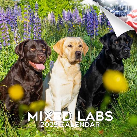 2025 Labrador Calendar Liuka Prissie