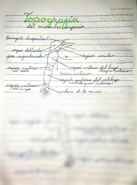 SOLUTION Topografia Del Miembro Superior Anatomia Studypool