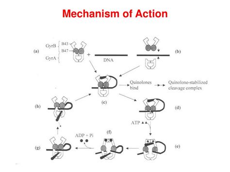 PPT - QUINOLONES PowerPoint Presentation, free download - ID:6844936