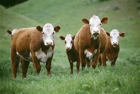 Hereford cows - Stock Image - E764/0271 - Science Photo Library