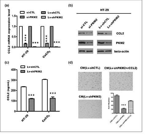 Figure 3 From Specific Tumor Derived Ccl2 Mediated By Pyruvate Kinase