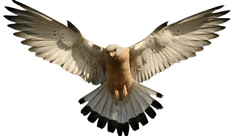 Eagle Png Image Download PNG Image | Eagle wallpaper, Bird, Photoshop ...