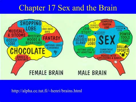 Ppt Chapter 17 Sex And The Brain Powerpoint Presentation Free