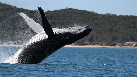 Pacific Whale Foundation Eco Adventures Australia Australias Nature