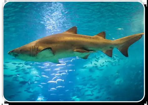 Sand Tiger Sharks Facts - Habitat, Physical Characteristics - SharkSider