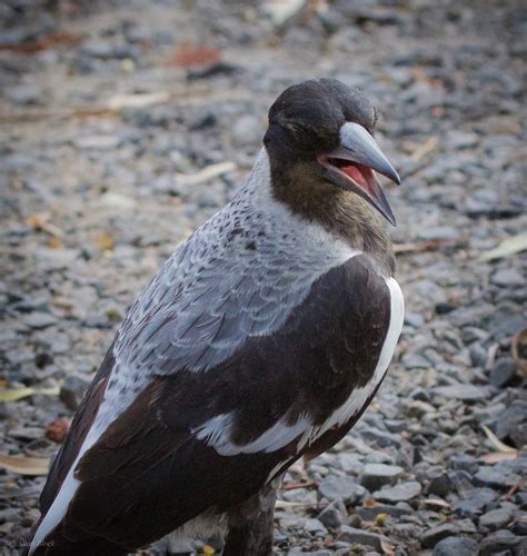 Feather Tailed Stories: Australian Magpie, Australia