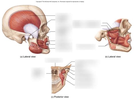 Muscles Of Mastication Diagram Quizlet