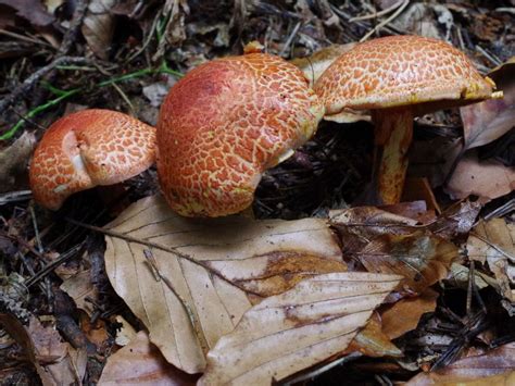 Cortinarius Bolaris Guia De Macro Hongos M S Comunes De La Zona