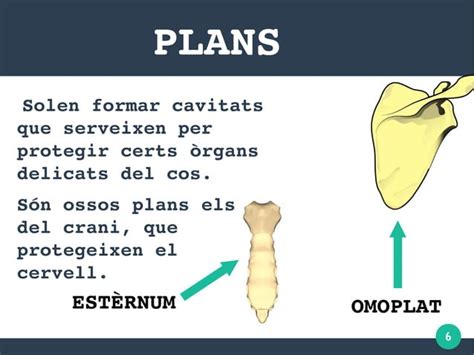 Caracteristiques Dels Ossos PPT