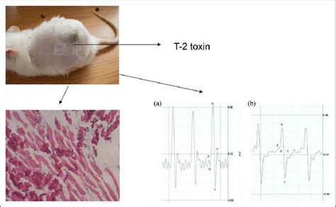 Ecg Recording Of The T 2 Treated Wistar Rats Showing St Segment