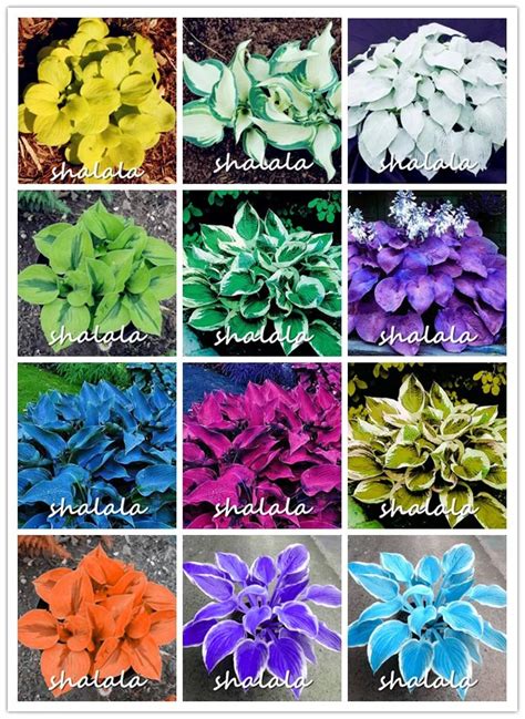 Hot Selling 200pcs Pack Hosta Bonsai Perennials Plantain Beautiful Lily