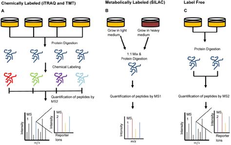 Peptide Labeling Methods In Proteomics Sample Preparation For