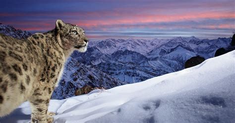 Photo Of A Snow Leopard Is Your Pick For Wildlife Photographer Of The