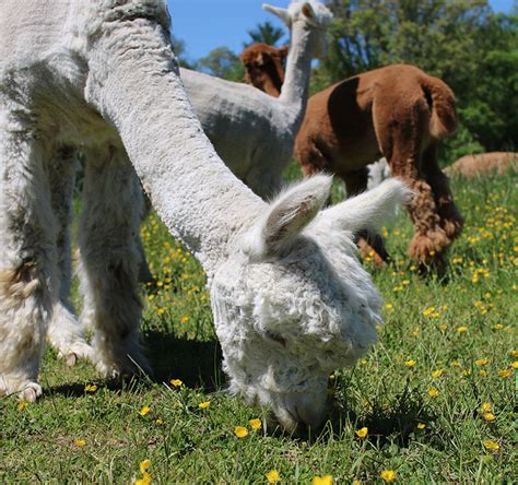 Can Alpacas Save The World Regenerative Agriculture On The Alpaca Farm