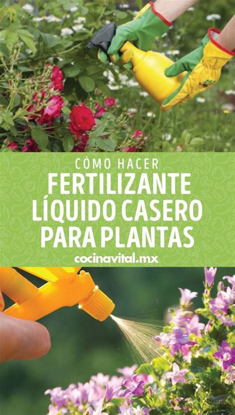 Pin en Tips de Jardinería cómo cuidar o cultivar