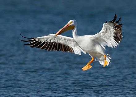 American White Pelican Wikiwand