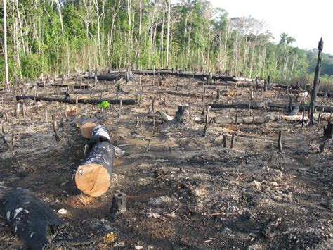 Queimadas Na Amazônia Causas Consequências Dados Brasil Escola