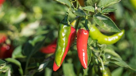 How To Grow Chili Peppers Tips To Enjoy A Long And