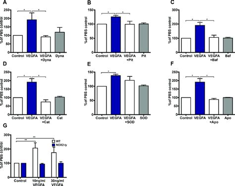 Vegf Significantly Increases Endothelial Cell Proliferation In A H 2 O Download Scientific