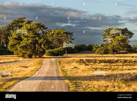 Nationalpark De Hoge Veluwe In Otterlo Netherlands Stock Photo Alamy